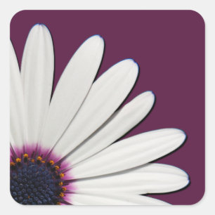 Adesivo Quadrado Focas de Envelope Roxo Daisy