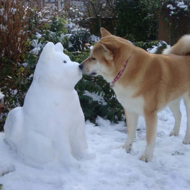 Adesivo Quadrado fofa akita beijando snowman akita foto de natal (Criador carregado)