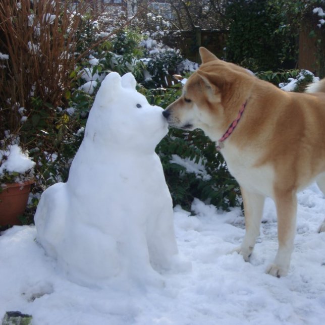 Adesivo Quadrado fofa akita beijando snowman akita foto de natal (Criador carregado)