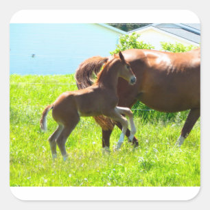 Adesivo Quadrado Fofo de bebê do cavalo