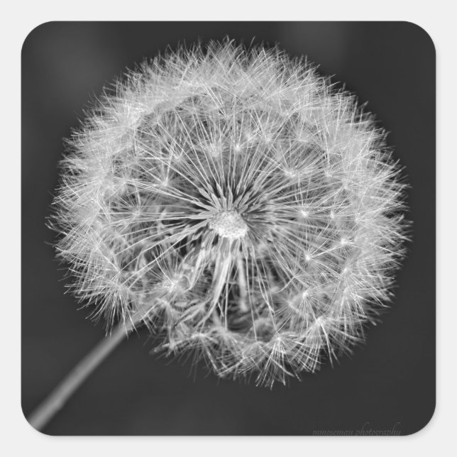 Adesivo Quadrado Foi para a Semente (Frente)