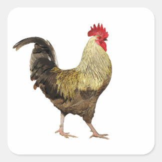 Adesivo Quadrado Folha Cock-A-Doodle-Doo