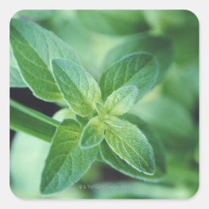 Adesivo Quadrado Folha da hortelã fresca