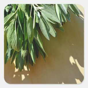 Adesivo Quadrado Folhas botânicas verdes Elegantes Plantas aromátic