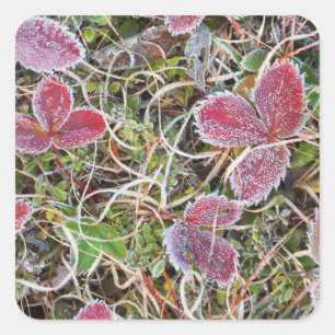 Adesivo Quadrado Folhas cobertas de gelo, Canadá