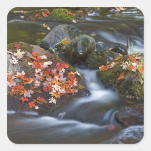 Adesivo Quadrado Folhas de bordo vermelho cobrem as rochas no