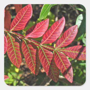 Adesivo Quadrado Folhas de Sumac no outono