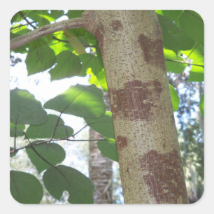 Adesivo Quadrado folhas do verde e tronco de árvore com latido