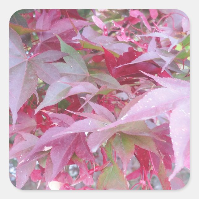 Adesivo Quadrado Folhas Rosa E Sage (Frente)