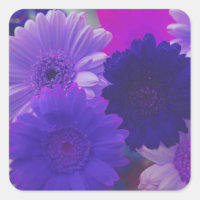 Folhetos de Arte de Gerbera Daisy Flores Roxas
