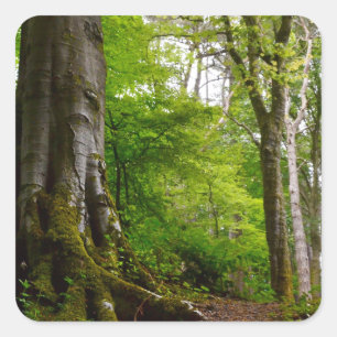 Adesivo Quadrado Forset místico