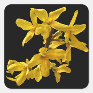 Adesivo Quadrado Forsythia Stickers