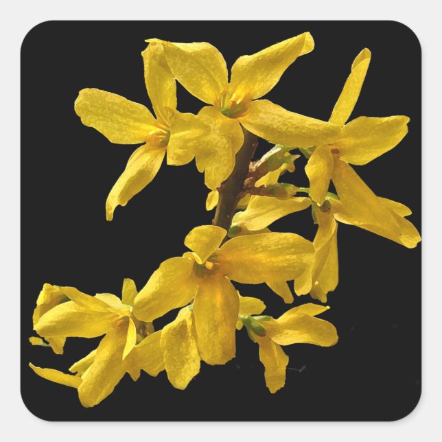 Adesivo Quadrado Forsythia Stickers (Frente)
