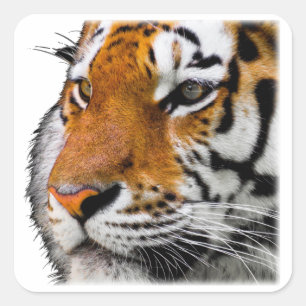 Adesivo Quadrado Foto Bengala Tiger Face