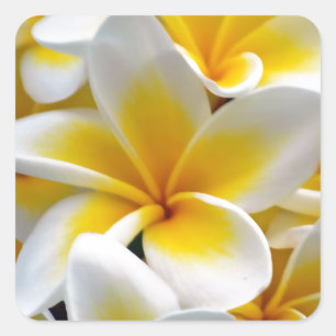 Adesivo Quadrado Foto da flor do Plumeria do Frangipani