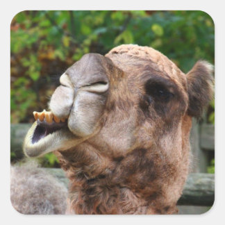 Adesivo Quadrado Foto de animais da Funny Camel Wildlife