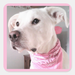 Adesivo Quadrado Foto de Cachorro Branco-Bonito Vestindo Scarf Rosa