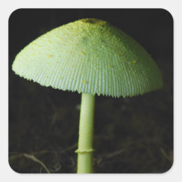 Adesivo Quadrado Foto de Cogumelo Selvagem