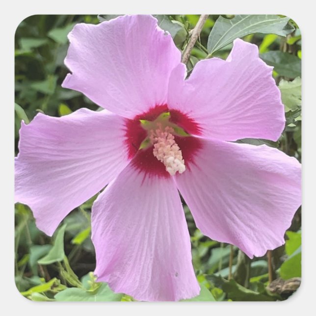 Adesivo Quadrado Foto de Flor (Frente)