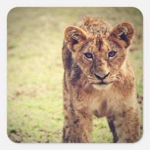 Adesivo Quadrado Foto do Jovem Lion Cub