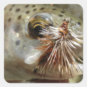 Adesivo Quadrado Foto do Rainbow Trout