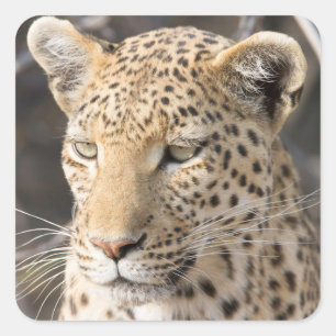 Adesivo Quadrado Foto do retrato do leopardo