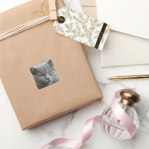 Adesivo Quadrado Foto do rosto da Gatinho da Cinza de Cute Personal