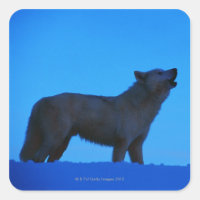 Foto, lobo branco uivando à noite, Cor, Alto