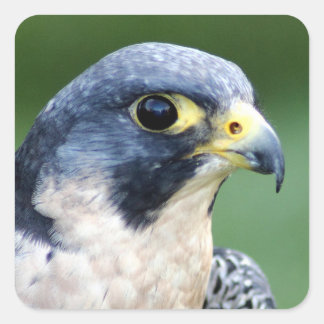 Adesivo Quadrado Foto Peregrine Falcon Face