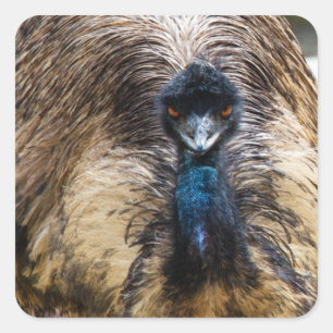 Adesivo Quadrado Fotografia da Natureza da Vida Selvagem de Animais