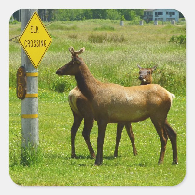 Adesivo Quadrado Fotografia de Elk Crossing California Willife (Frente)
