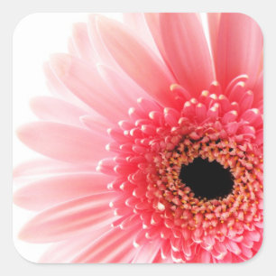 Adesivo Quadrado Fotografia de Gerbera Daisy Rosa Fresca