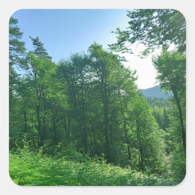 Adesivo Quadrado Fotografia de Paisagem Verde (Frente)