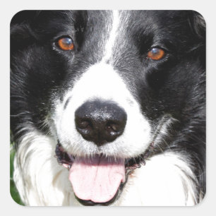 Adesivo Quadrado Fotografia de um cão feliz