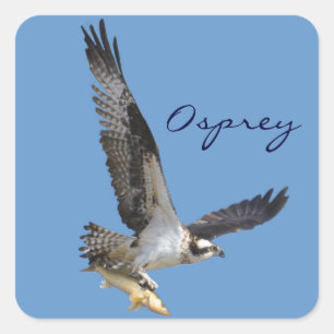 Adesivo Quadrado Fotografia dos animais selvagens do Osprey & dos