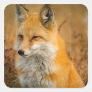 Adesivo Quadrado Fotografia natural de Fox Vermelha Cura
