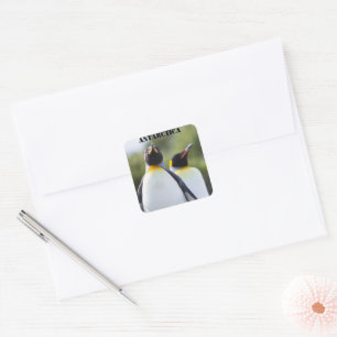 Adesivo Quadrado Fotografia orgulhosa do rei dos pinguins