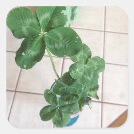 Adesivo Quadrado Four leaf clovers
