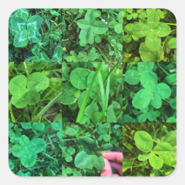 Adesivo Quadrado Four Leaf Colvers - Trèfles à quatre feuilles
