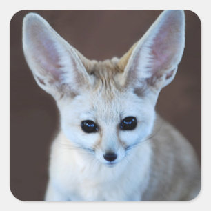 Adesivo Quadrado Fox Futest Fennec do Mundo