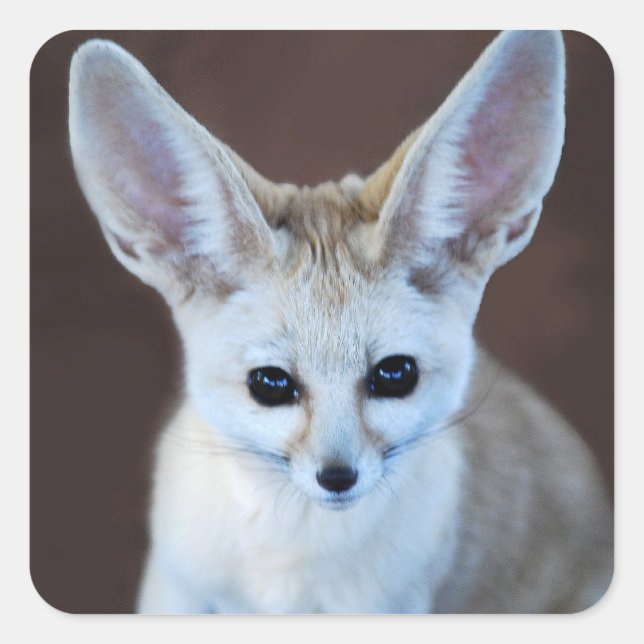 Adesivo Quadrado Fox Futest Fennec do Mundo (Frente)