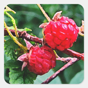 Adesivo Quadrado Framboesas Selvagens