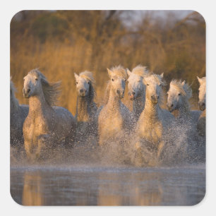 Adesivo Quadrado França, Provença. Cavalos brancos Camargue