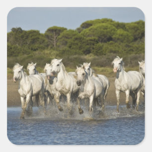 Adesivo Quadrado France, Camargue. Cavalos funcionados através do