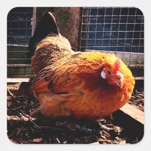 Adesivo Quadrado Frango laranja