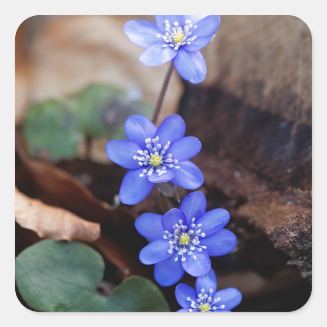 Adesivo Quadrado Frequentes Hepatica (Hepatica nobilis) (Frente)
