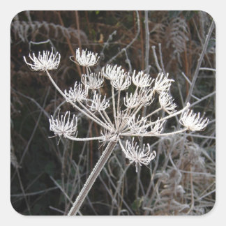 Adesivo Quadrado Frost Transformation in Cheshire