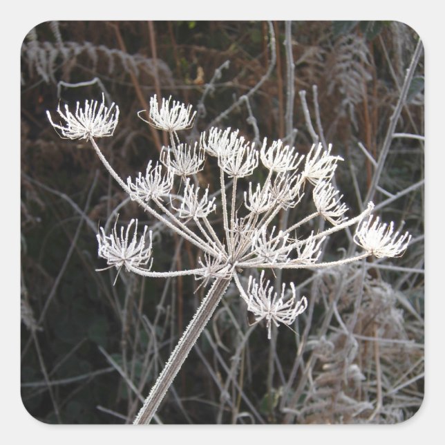 Adesivo Quadrado Frost Transformation in Cheshire (Frente)