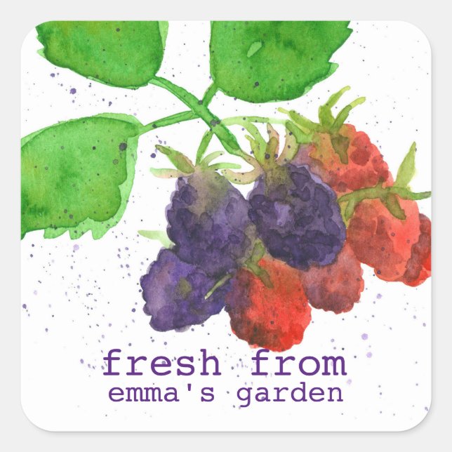 Adesivo Quadrado Fruta De Amoras Negras Fresca Do Jardim De (Frente)