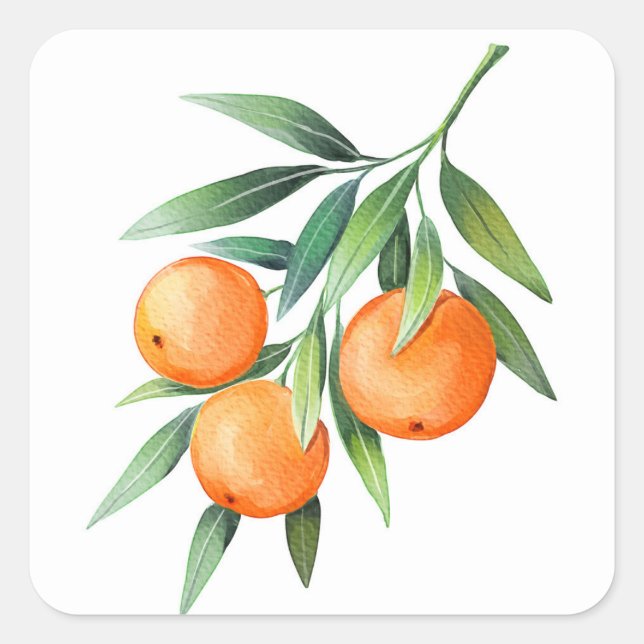 Adesivo Quadrado Frutas Laranja De Aquarela: Ramais Isolados. (Frente)